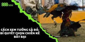 Cách xem tướng gà đá